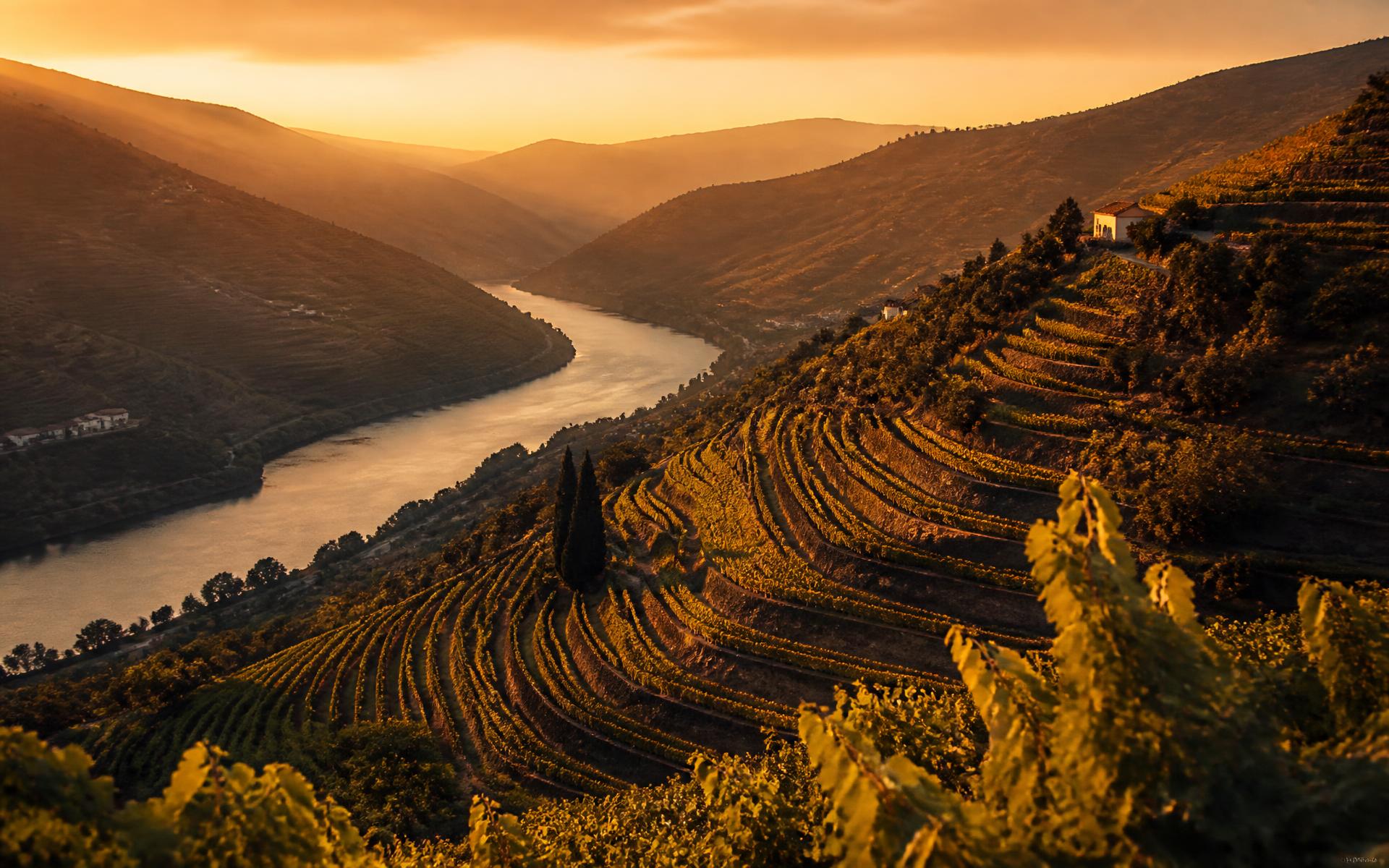 Terraced vineyards above the Douro river at golden hour